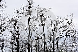 Colony of European Jackdaw Birds.