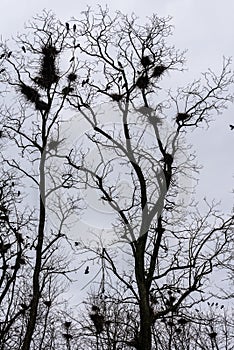 Colony of European Jackdaw Birds.