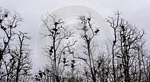 Colony of European Jackdaw Birds.