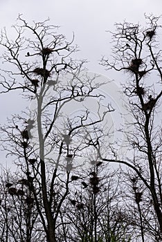 Colony of European Jackdaw Birds.