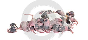 Colony of fancy mouse, few days old hairless mice pups and mothe