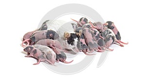 Colony of fancy mouse, few days old hairless mice pups and mother, isolated on white