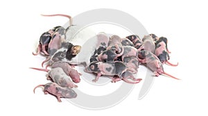Colony of fancy mouse, few days old hairless mice pups and mother, isolated on white