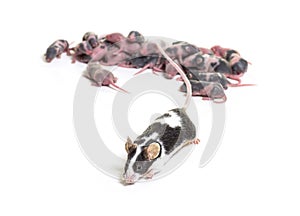 Colony of fancy mouse, six days old hairless pups and mother - Mus musculus domestica, isolated on white