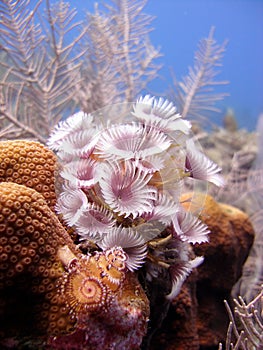 Colony of feather duster worms