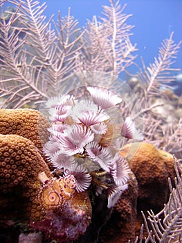 Colony of feather duster worms photo