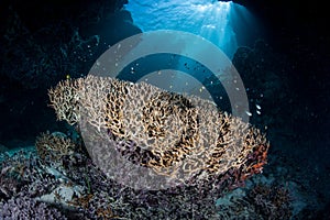 Colony of Fire Coral in Solomon Islands