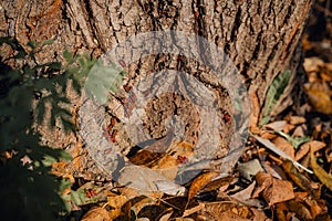 Colony of firebugs, bug-soldier on tree in forest. Pyrrhocoris apterus.