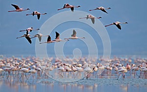 Colony of Flamingos on the Natron lake.