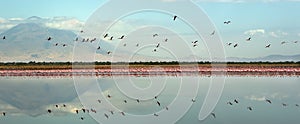 Colony of Flamingos on the Natron lake.
