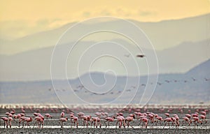 Colony of Flamingos on the Natron lake.
