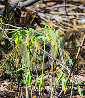 Colony of Flowered Bellwort`s, Uvularia grandflora