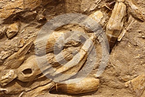 Colony of fossils