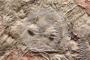 colony of fossils