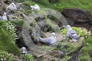 Colony of Fulmar sitting by their nest along a cliff on Shetland Islands