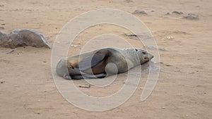 Colony of fur seal lies on the sandy beach. Wild sea animals at coastline.