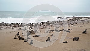 Colony of fur seal lies on the sandy beach. Wild sea animals at coastline.