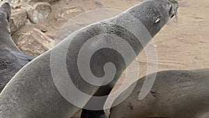 Colony of fur seal lies on the sandy beach. Wild sea animals at coastline.