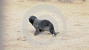 Colony of fur seal lies on the sandy beach. Wild sea animals at coastline.