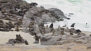 Colony of fur seal lies on the sandy beach. Wild sea animals at coastline.