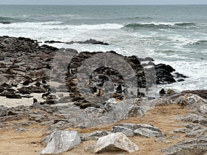 Colony of fur seal lies on the sandy beach. Wild sea animals at coastline.