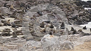 Colony of fur seal lies on the sandy beach. Wild sea animals at coastline.