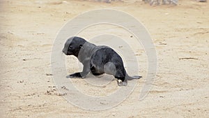 Colony of fur seal lies on the sandy beach. Wild sea animals at coastline.