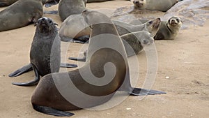 Colony of fur seal lies on the sandy beach. Wild sea animals at coastline.