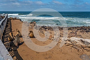 Colony of fur seals at Cape Cross at the skelett coastline of Namibia at the Atlantic Ocean