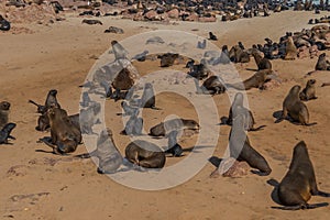 Colony of fur seals at Cape Cross at the skelett coastline of Namibia at the Atlantic Ocean