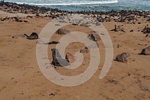 Colony of fur seals at Cape Cross at the skelett coastline of Namibia at the Atlantic Ocean