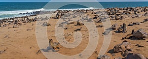 Colony of fur seals at Cape Cross at the skelett coastline of Namibia at the Atlantic Ocean