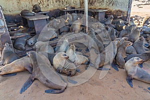 Colony of fur seals at Cape Cross at the skelett coastline of Namibia at the Atlantic Ocean, close up