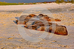 Colony of Galapagos sea lions sleeping in sunset light photo