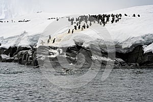 Gentoo Penguin Colony, Antarctica Travel, Adventure