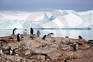 Colony of gentoo penguins in Paradise Bay, Antarctica