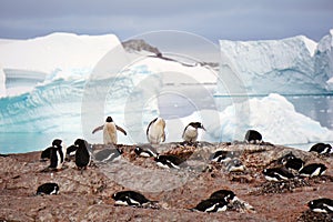 Colony of gentoo penguins in Paradise Bay, Antarctica