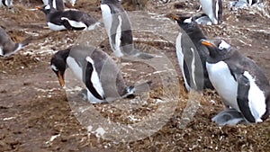 Colony of Gentoo penguins (Pygoscelis papua) at Volunteer Point
