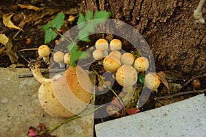 A Colony of Gilled Conical Mushrooms of Agaricus Species