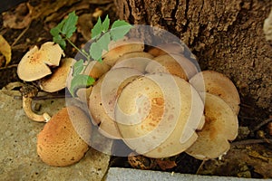 A Colony of Gilled Mushrooms of Agaricus Species