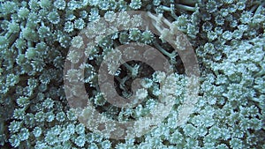 Colony of Goniopora coral feeding at night on coral reef
