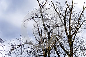 Colony of Great Blue Herons sitting near Chilliwack in beautiful British C