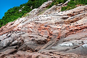 Fregate bird nesting on the rock photo