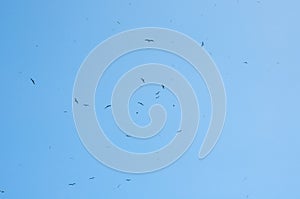 Fregate bird in blue sky photo