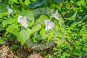 Colony of Great White Trilliums, Trillium grandiflorum