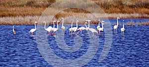 Colony of Greater flamingos