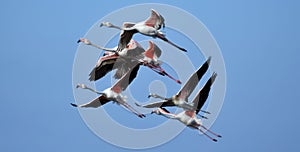 colony of Greater flamingos in flight, Phoenicopterus roseus