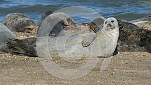 Colony of Grey Seals Basking on the Beach