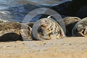 A colony of Grey Seals, Halichoerus grypus, relaxing on the beach during breeding season.