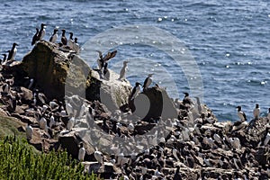 Colony of Guillemots - Island of Lunga - Scotland photo